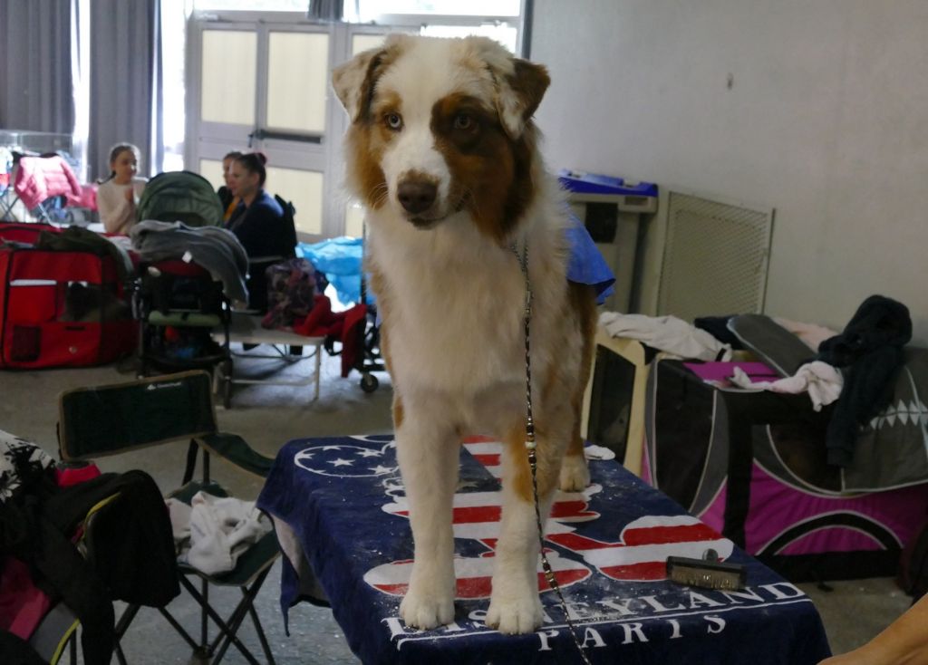 des minis toon's - National Dog Show Avignon