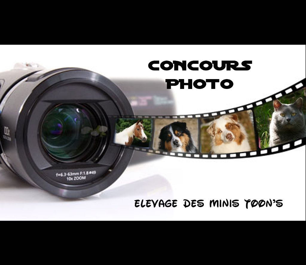 des minis toon's - CONCOURS PHOTO !