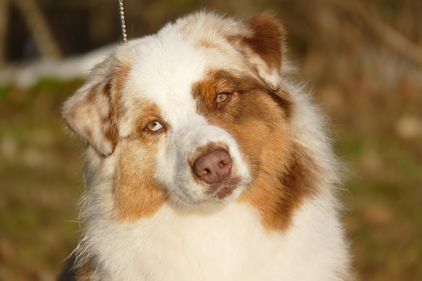 Ordre jedi shaak-ti des minis toon's