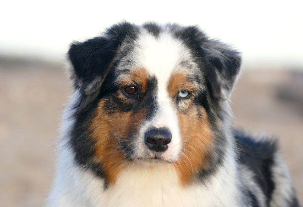 Jungle king kiara des minis toon's