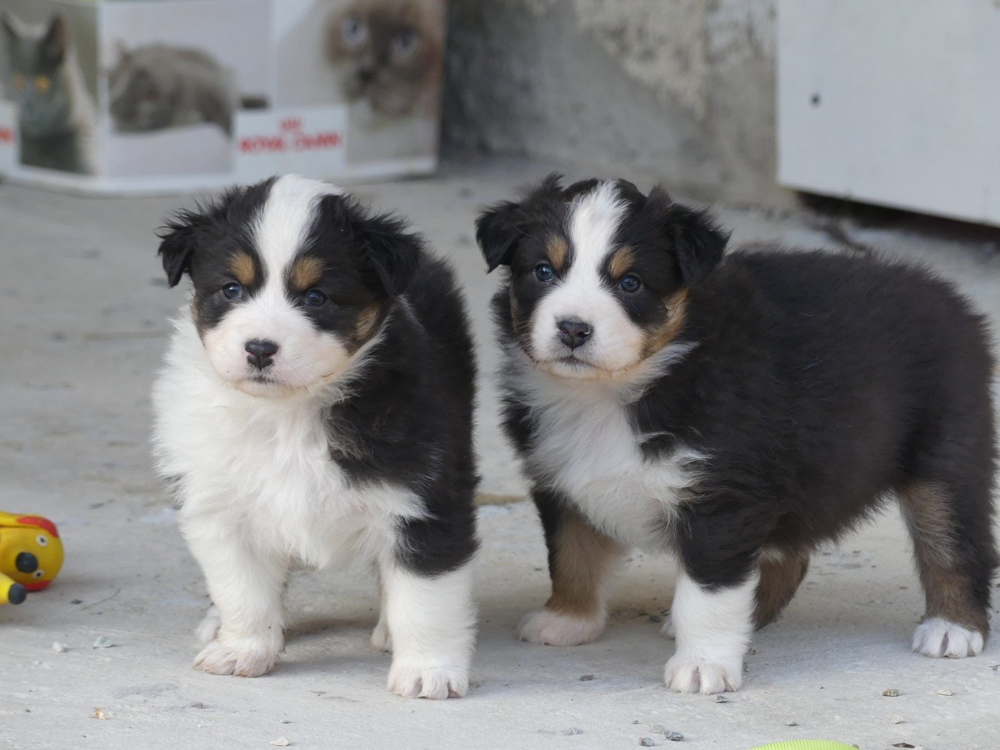 2 chiots disponibles