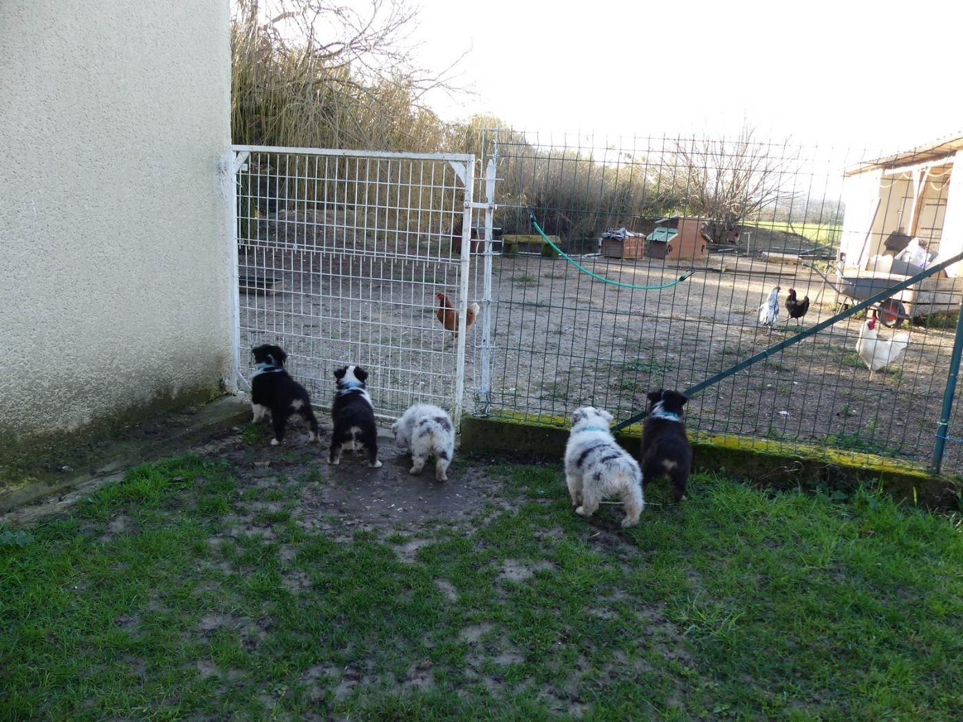 2 chiots disponibles