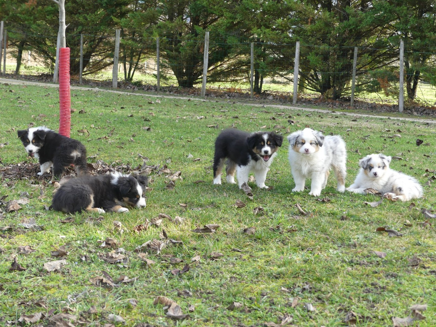 Plus de chiots disponibles