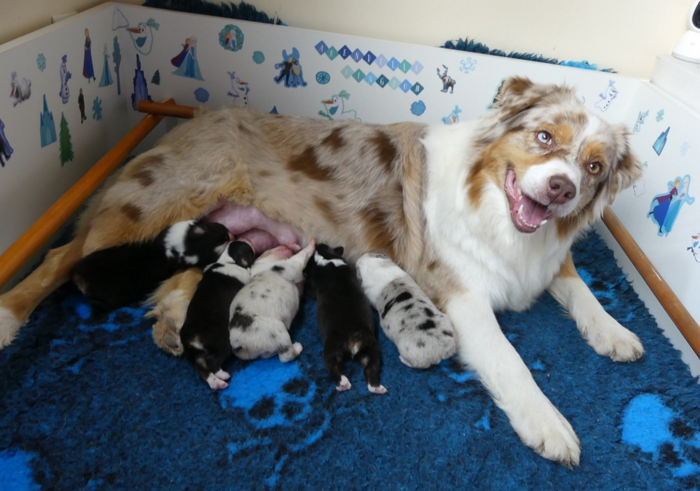La vie des chiots en photo