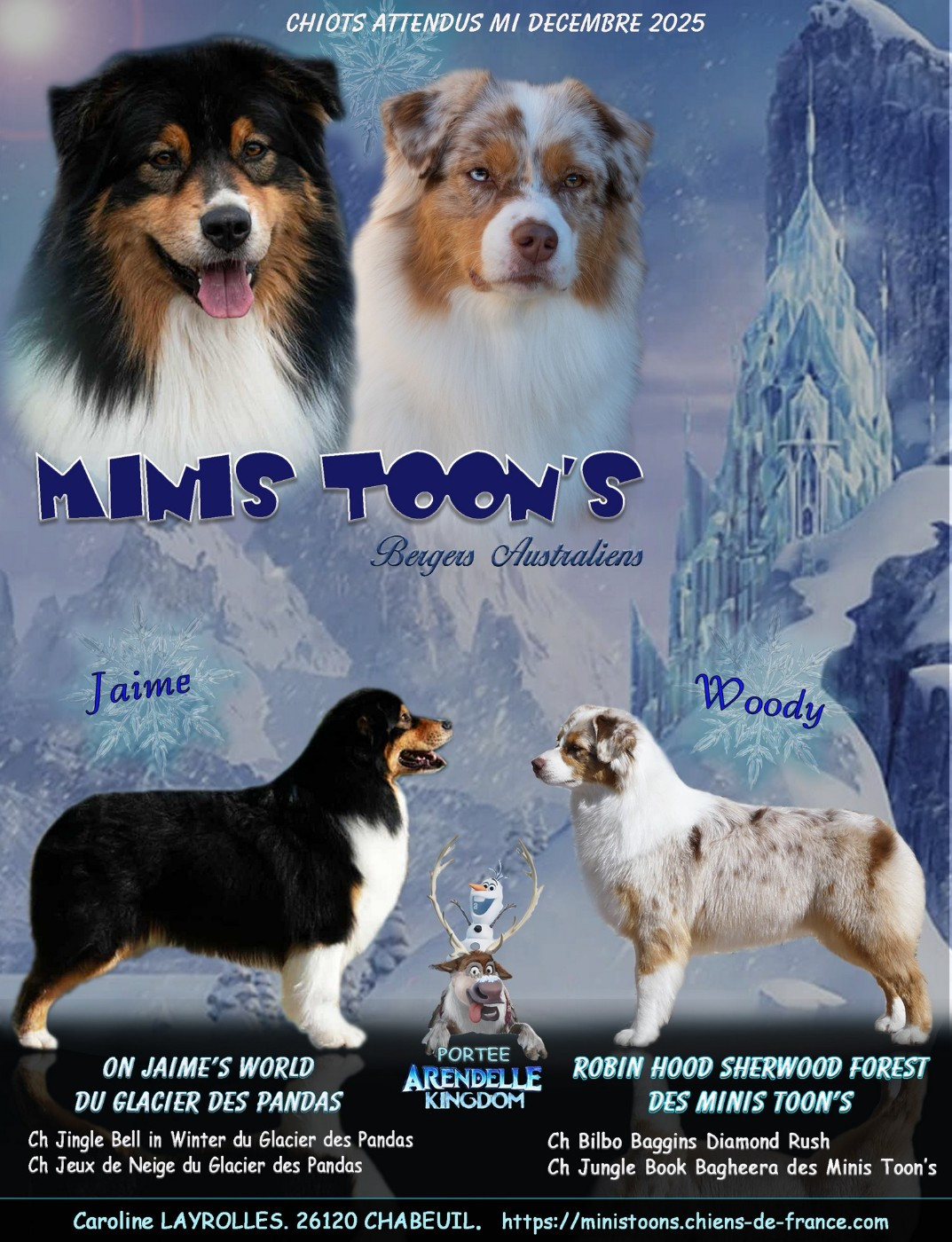 des minis toon's - Berger Australien - Portée née le 13/12/2025