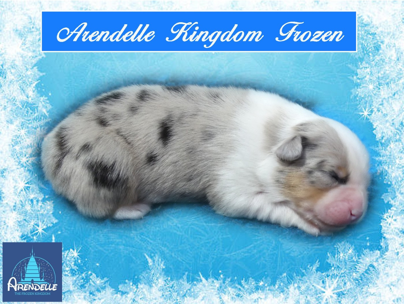 des minis toon's - Chiots disponibles - Berger Australien