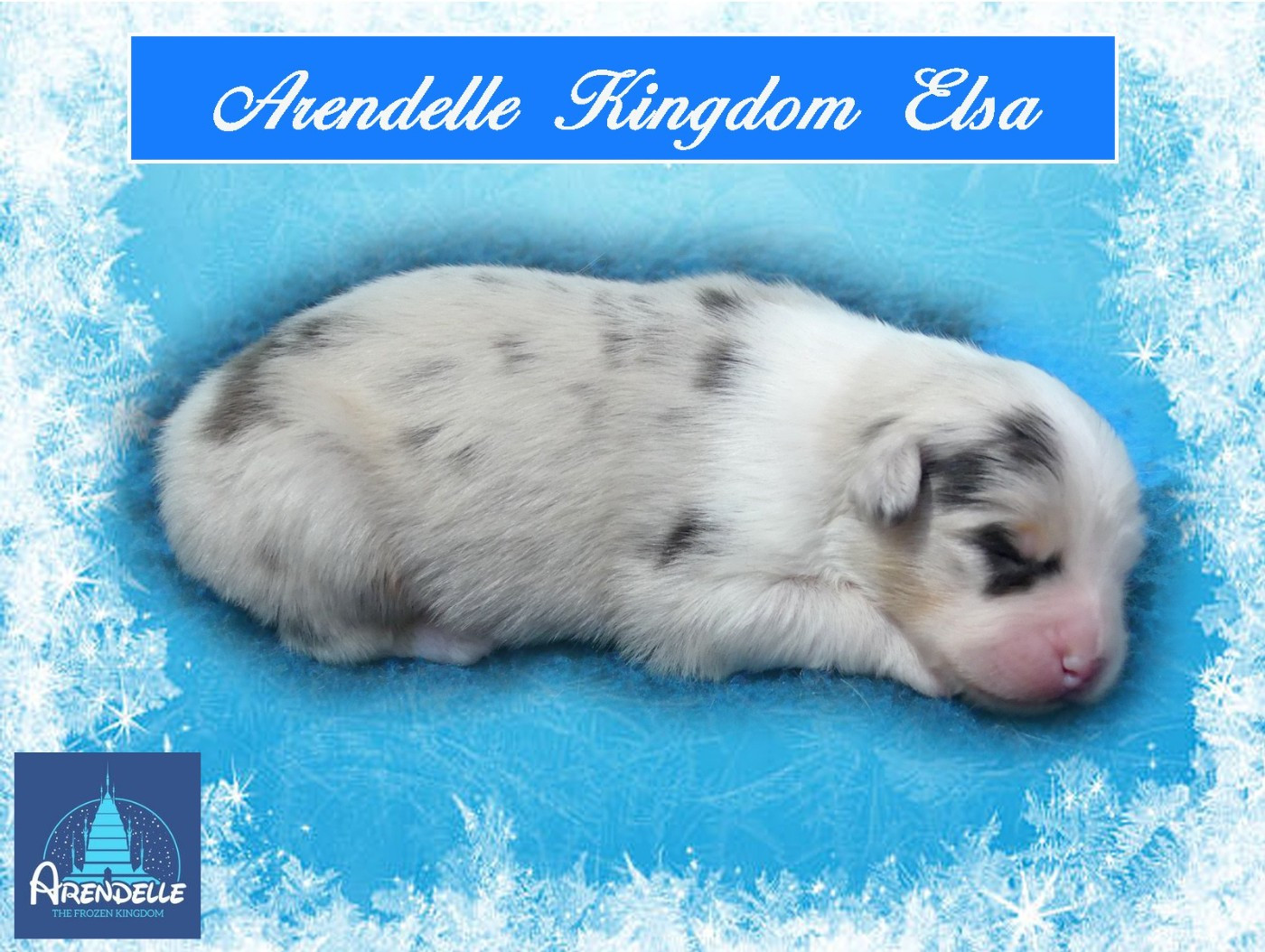 des minis toon's - Chiots disponibles - Berger Australien