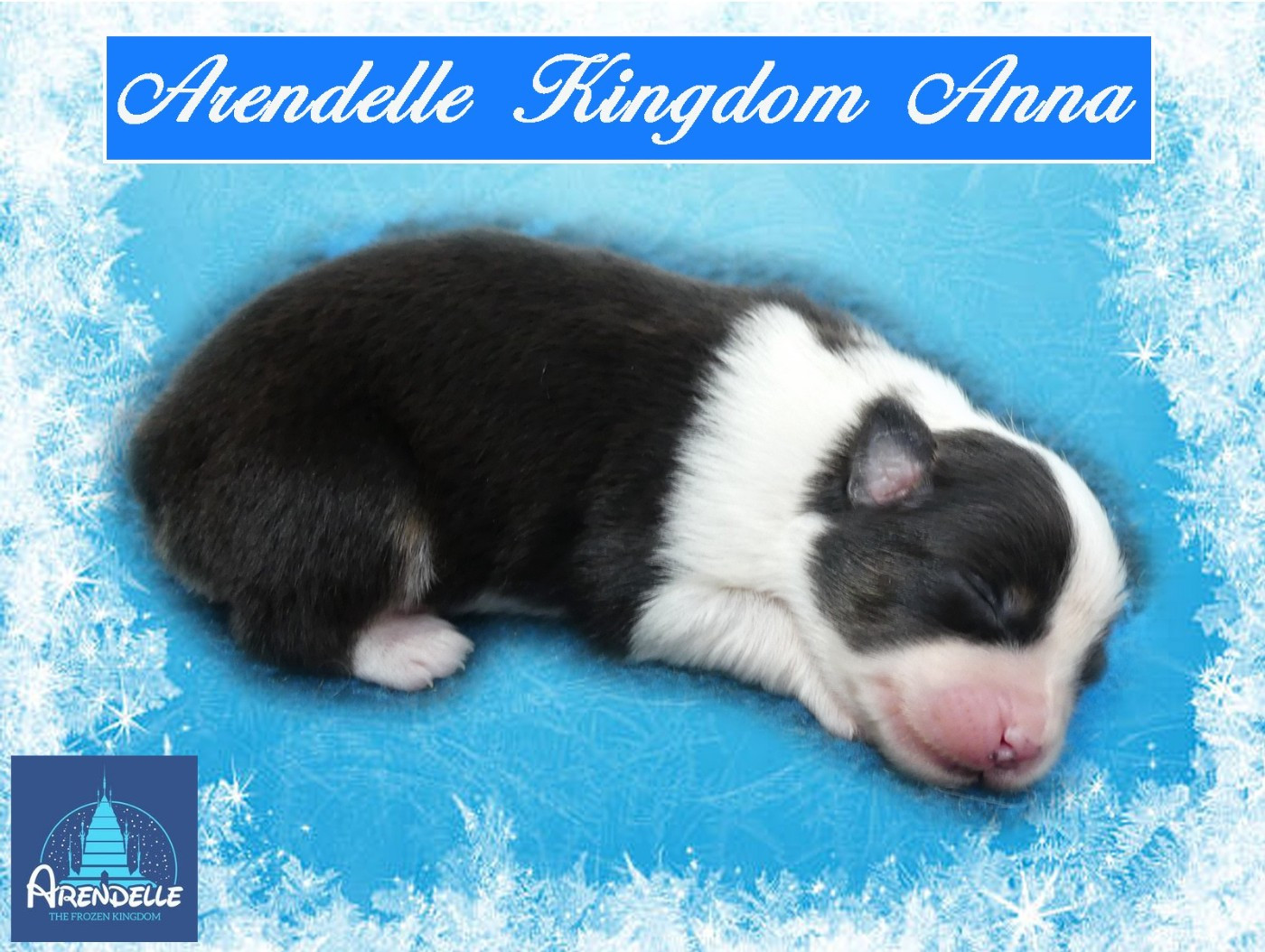 des minis toon's - Chiots disponibles - Berger Australien