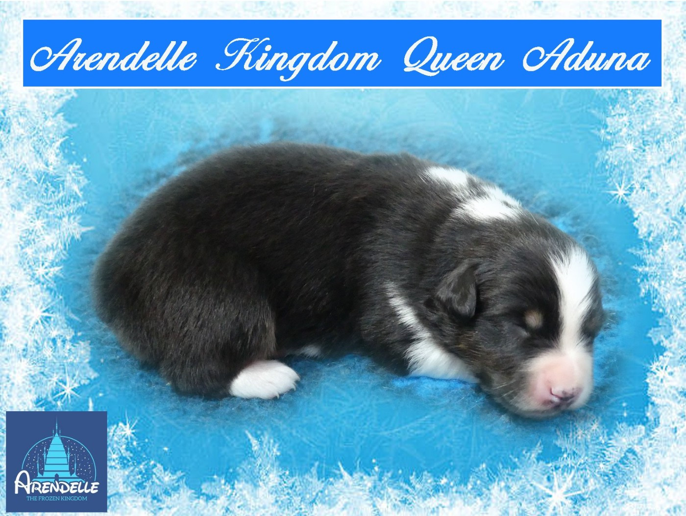 des minis toon's - Chiots disponibles - Berger Australien