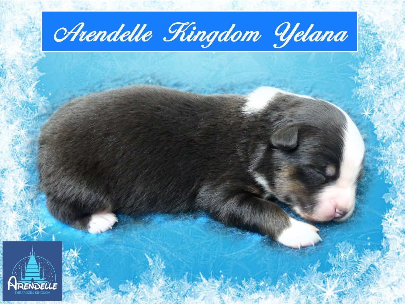 des minis toon's - Chiots disponibles - Berger Australien