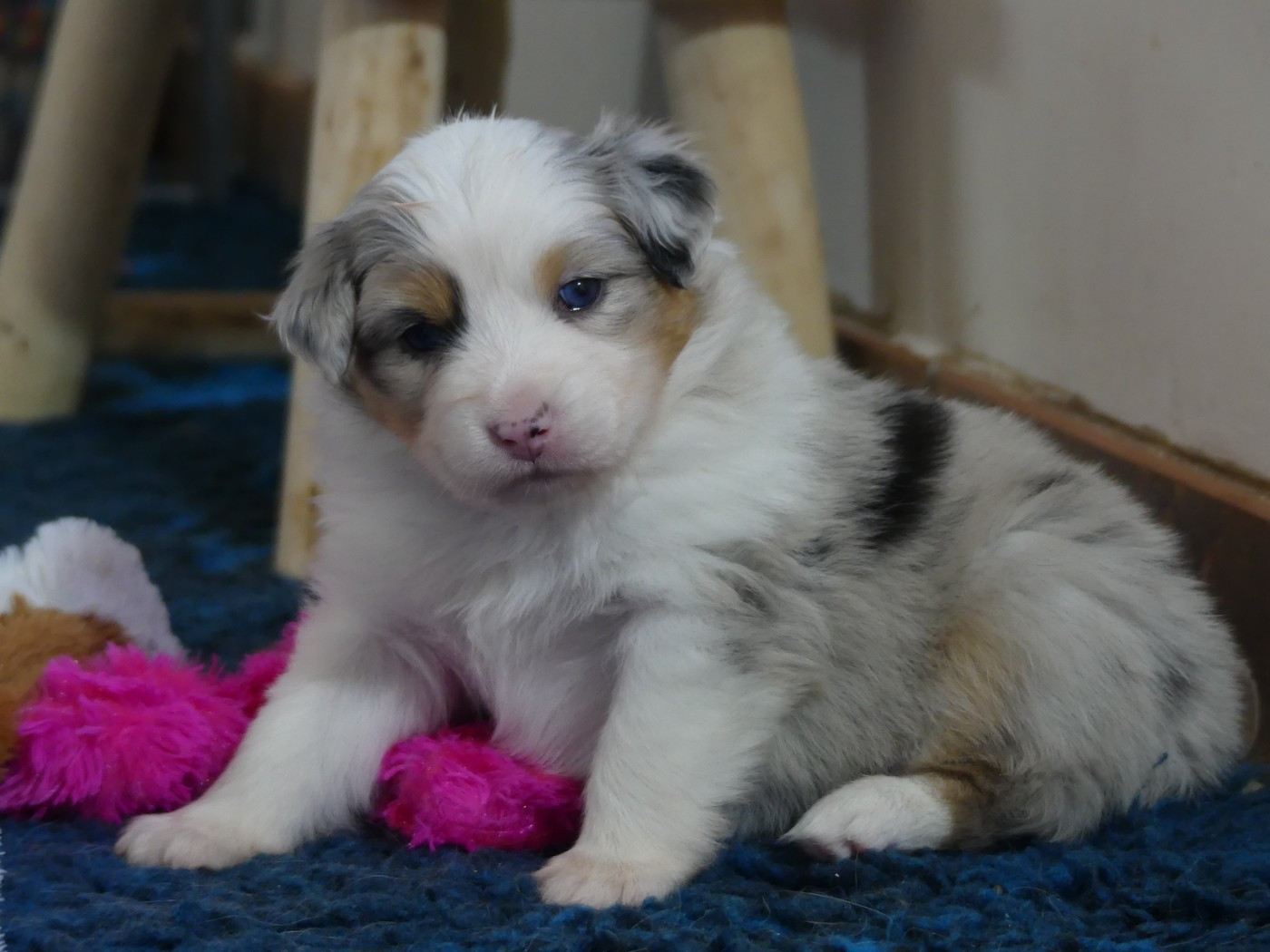 des minis toon's - Chiots disponibles - Berger Australien