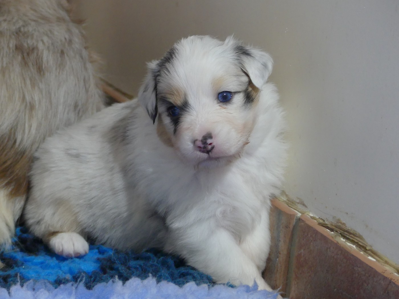 des minis toon's - Chiots disponibles - Berger Australien