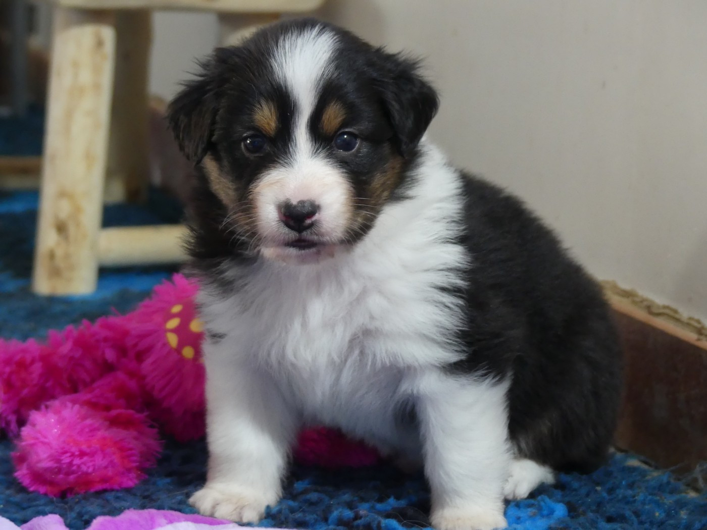 des minis toon's - Chiots disponibles - Berger Australien