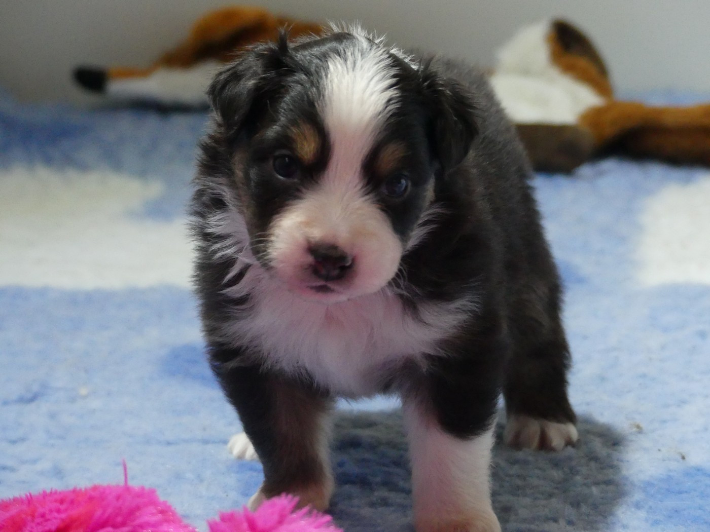 des minis toon's - Chiots disponibles - Berger Australien
