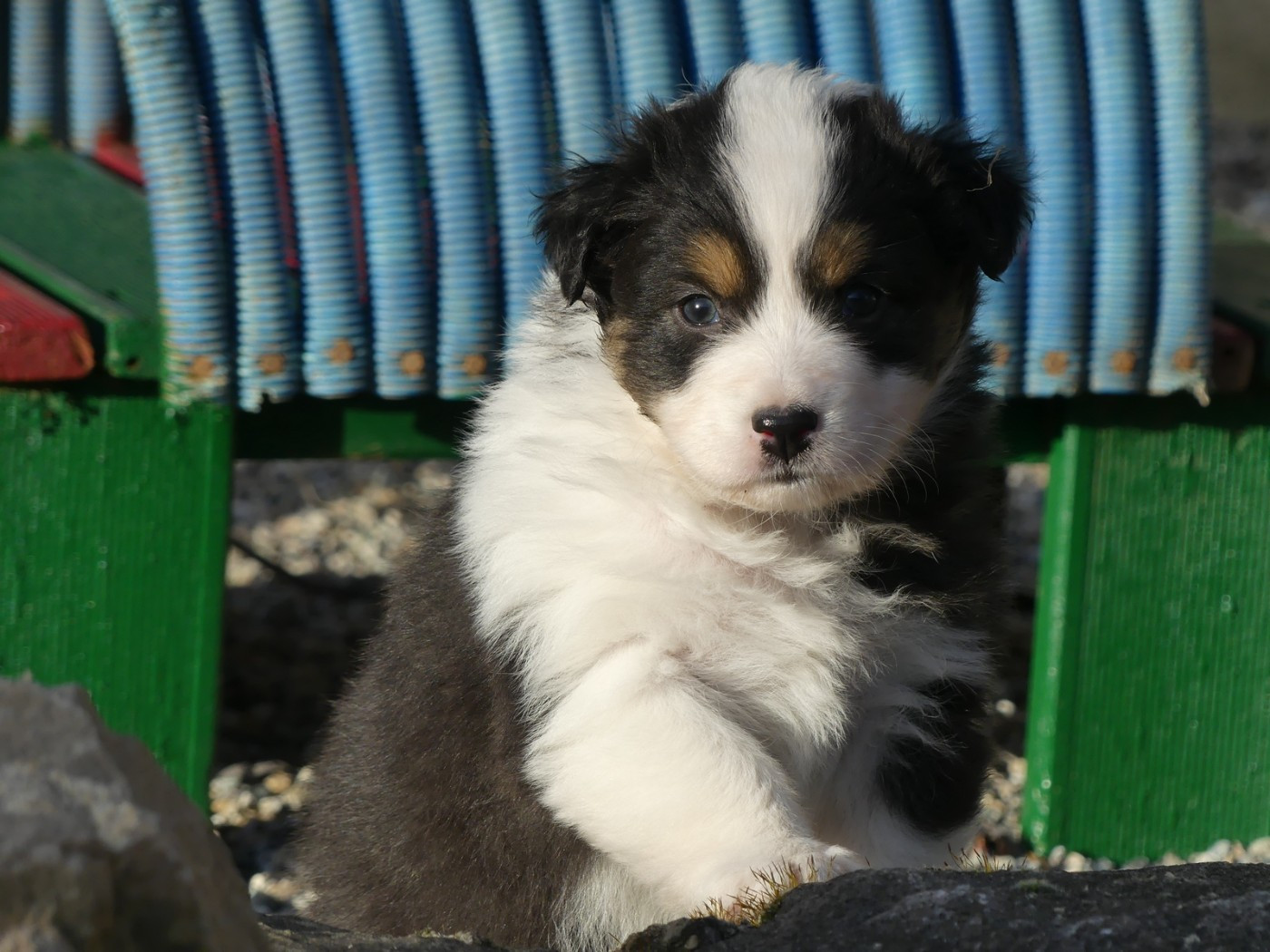 des minis toon's - Chiots disponibles - Berger Australien