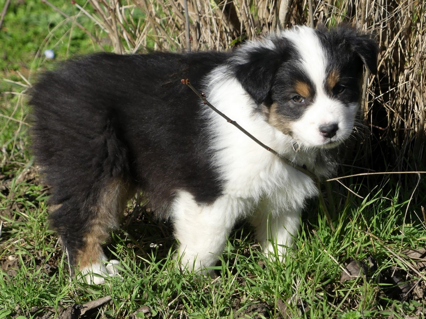 des minis toon's - Chiots disponibles - Berger Australien