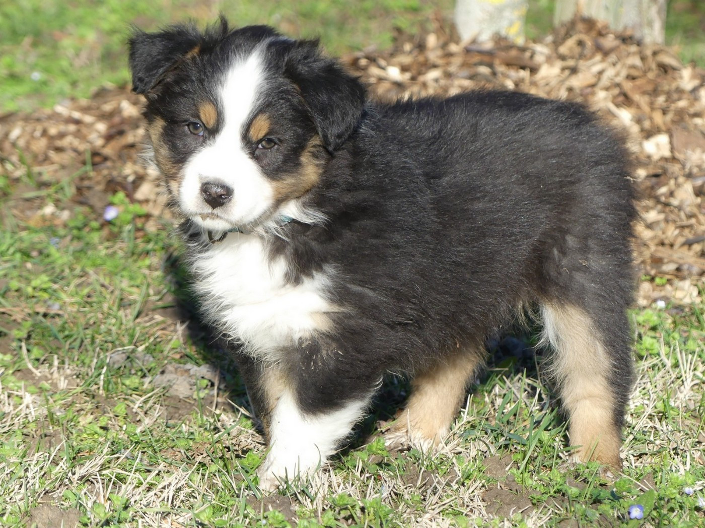 des minis toon's - Chiots disponibles - Berger Australien