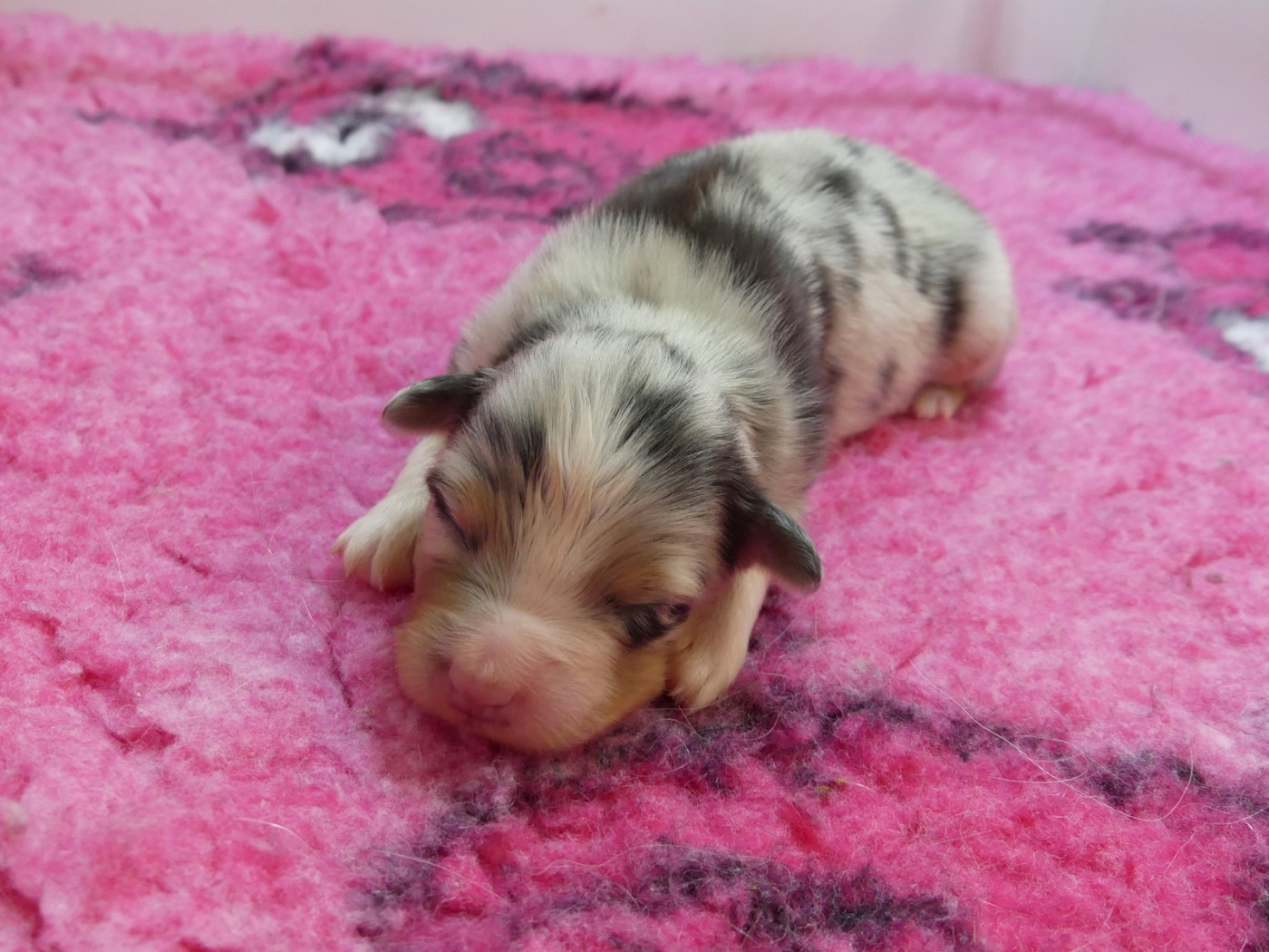 des minis toon's - Chiots disponibles - Berger Australien