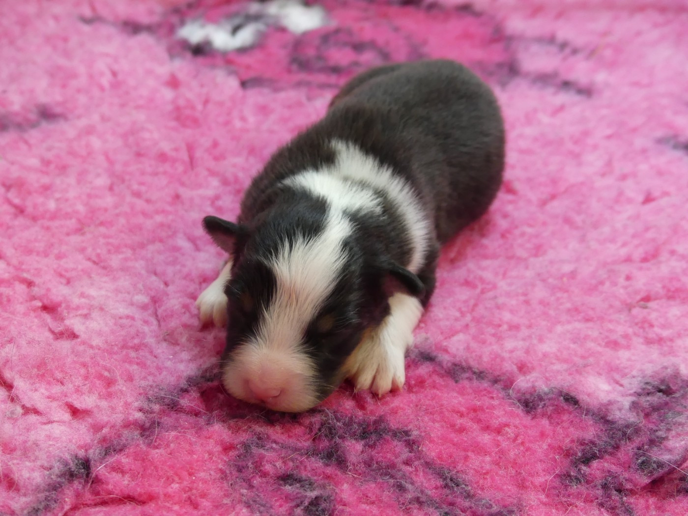 des minis toon's - Chiots disponibles - Berger Australien