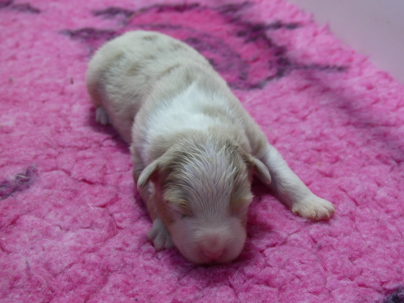 des minis toon's - Chiots disponibles - Berger Australien