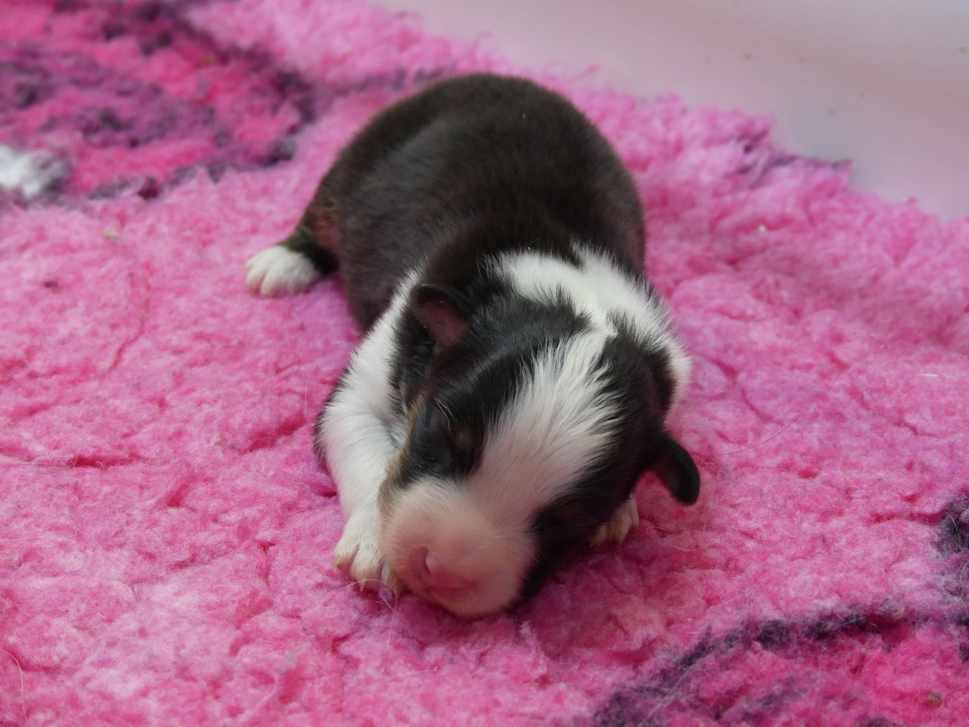 des minis toon's - Chiots disponibles - Berger Australien