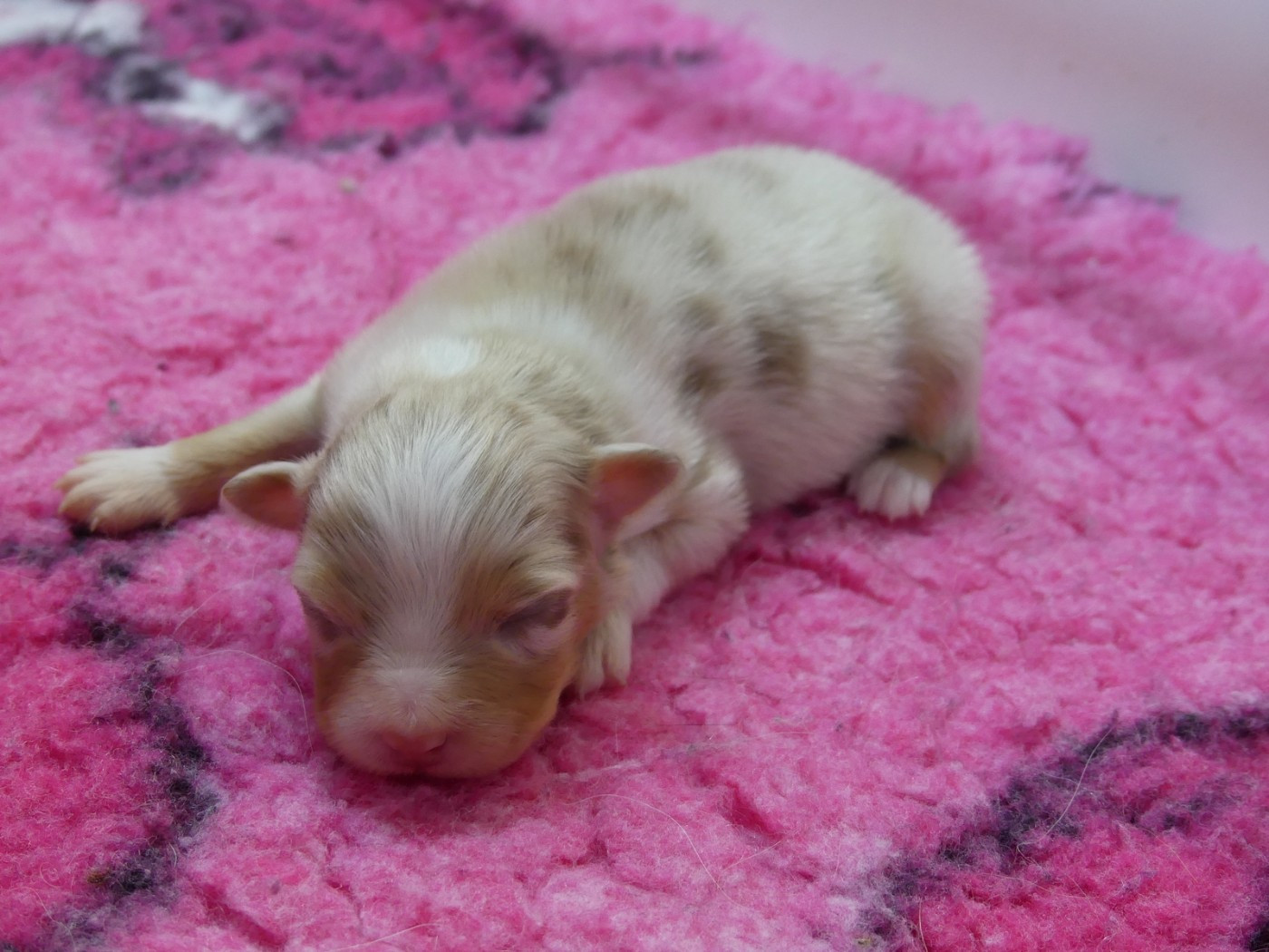 des minis toon's - Chiots disponibles - Berger Australien