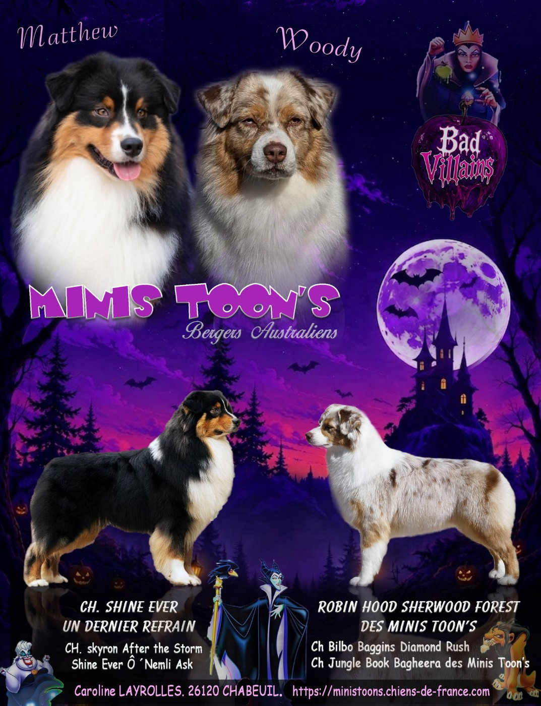 Chiot Berger Australien des minis toon's