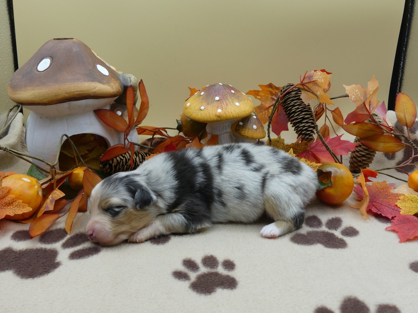des minis toon's - Chiots disponibles - Berger Australien
