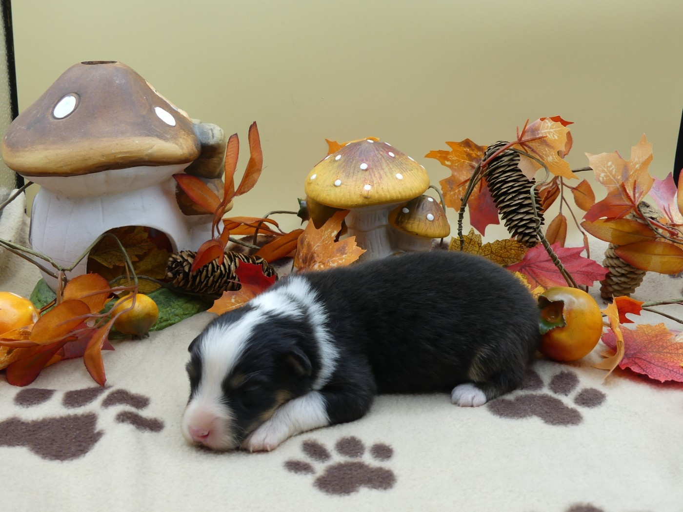 des minis toon's - Chiots disponibles - Berger Australien
