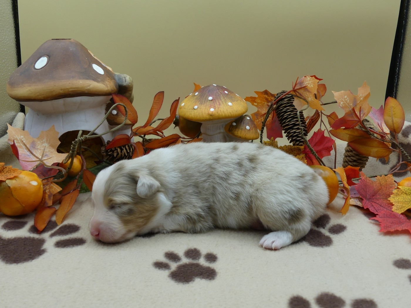 des minis toon's - Chiots disponibles - Berger Australien
