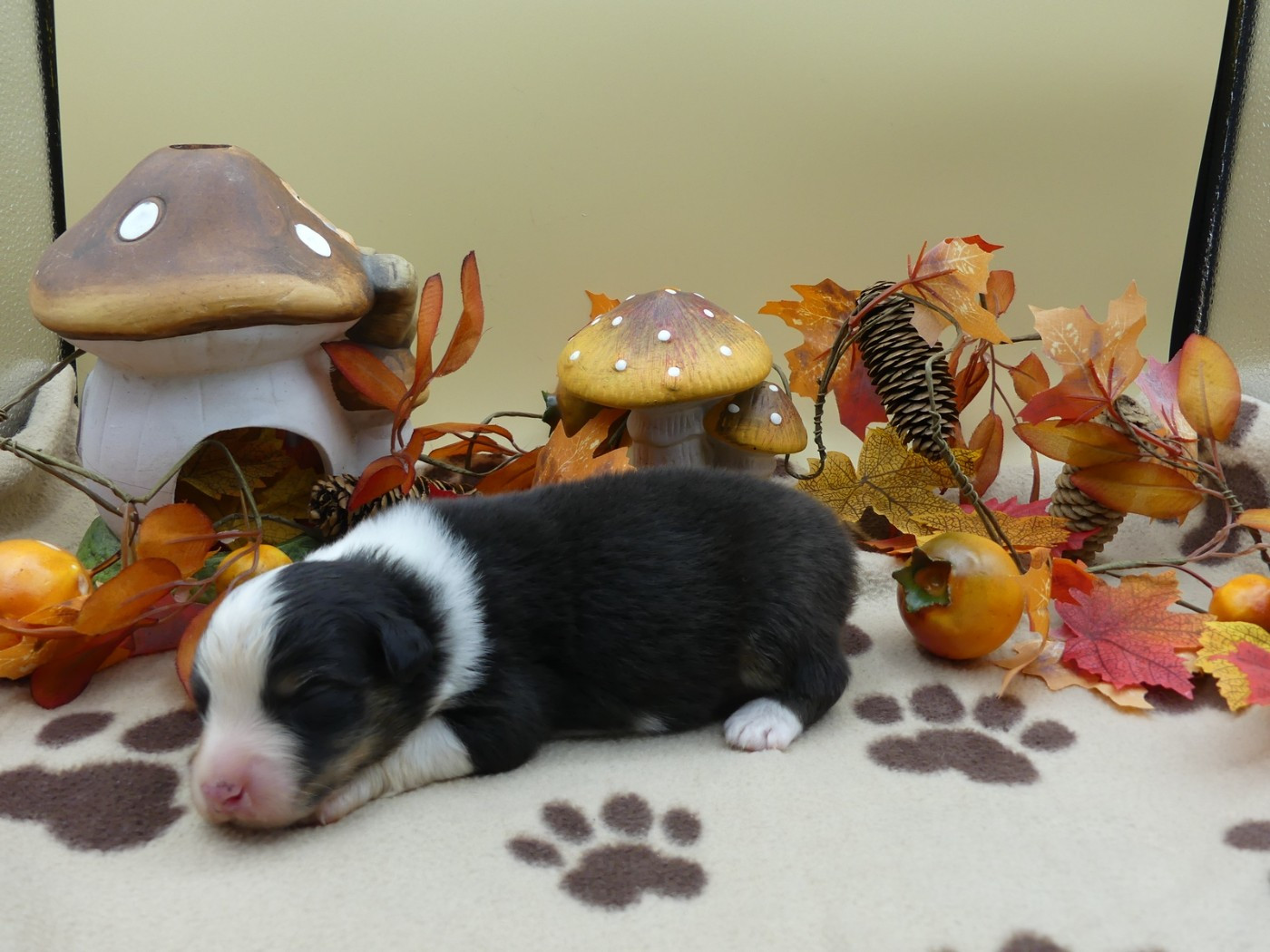 des minis toon's - Chiots disponibles - Berger Australien