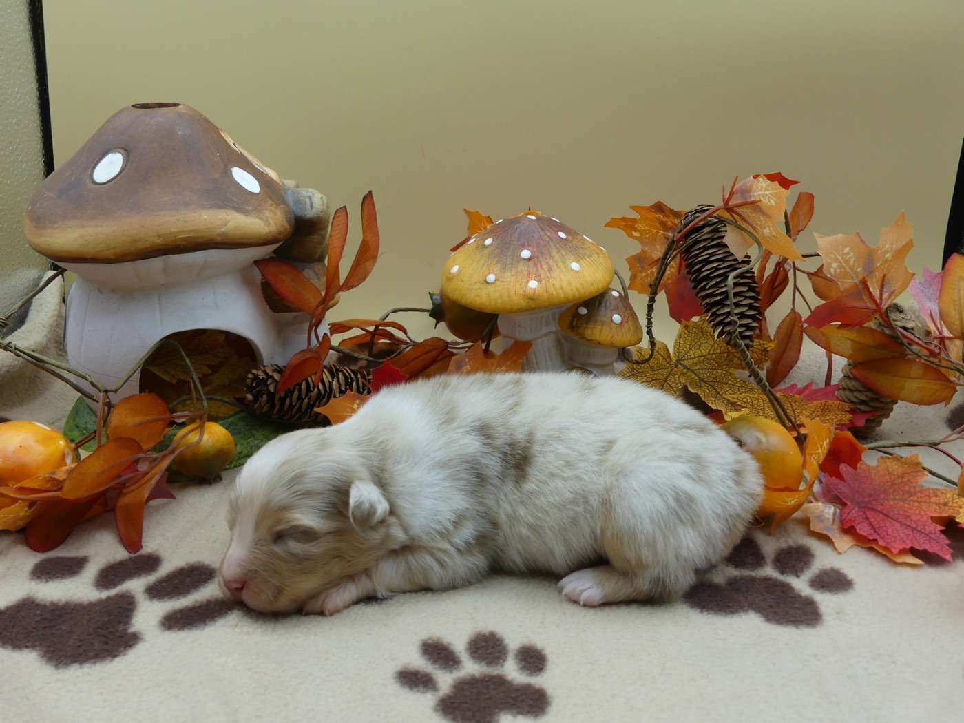des minis toon's - Chiots disponibles - Berger Australien