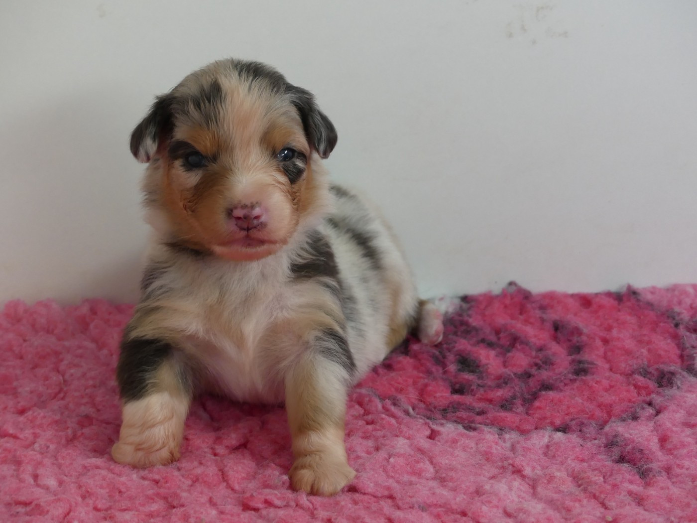 des minis toon's - Chiots disponibles - Berger Australien