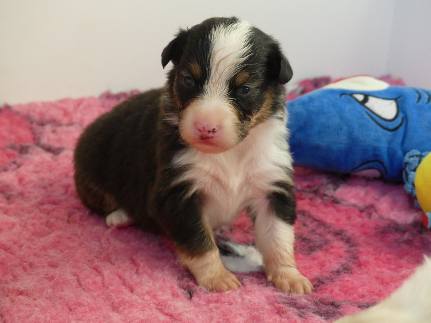des minis toon's - Chiots disponibles - Berger Australien