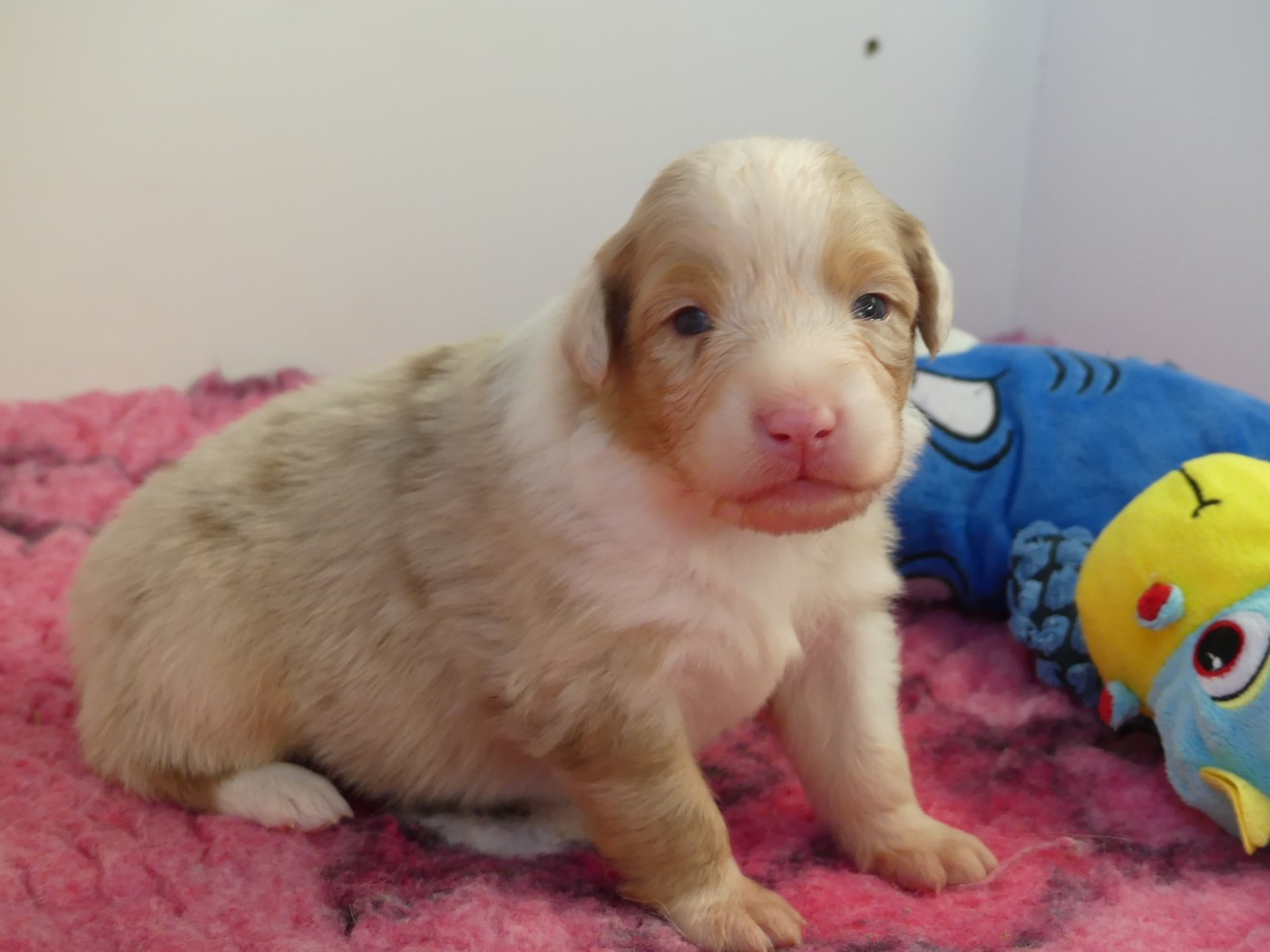 des minis toon's - Chiots disponibles - Berger Australien