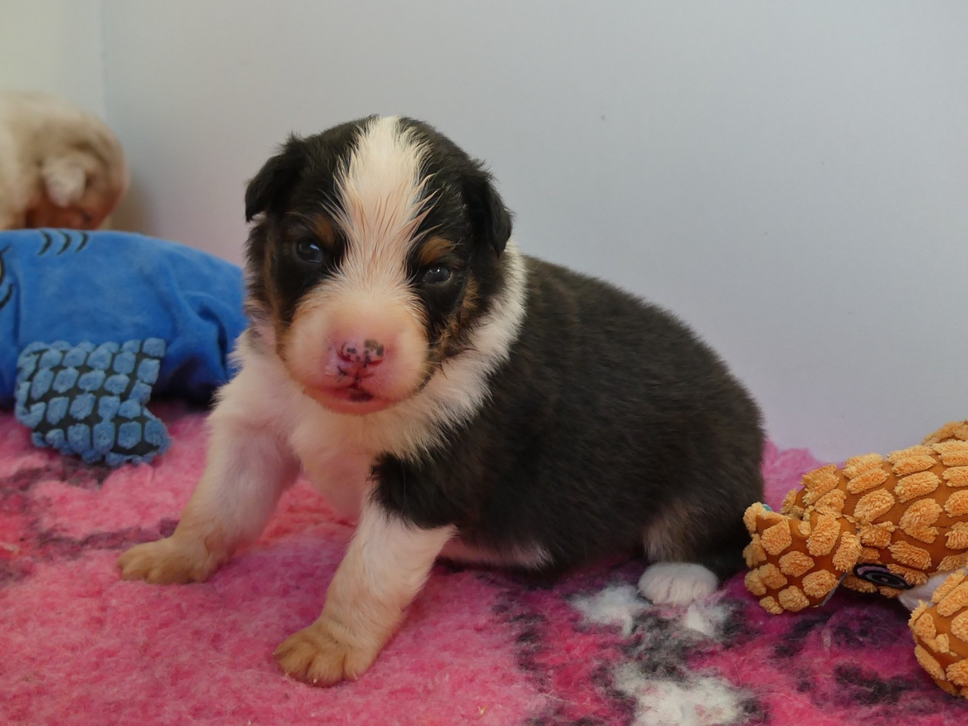 des minis toon's - Chiots disponibles - Berger Australien