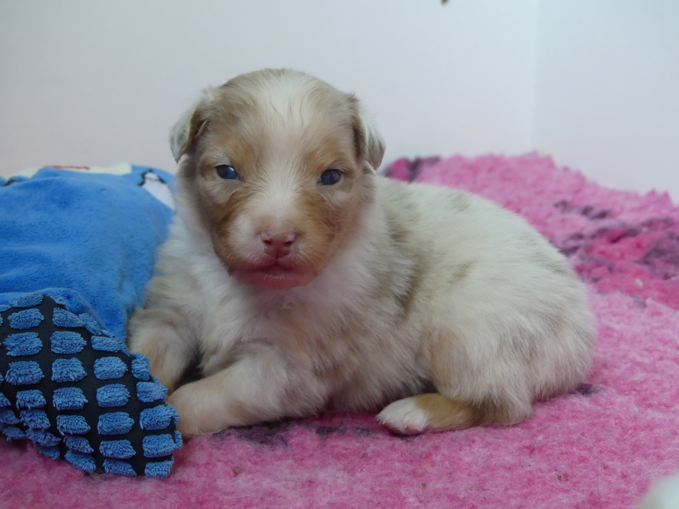 des minis toon's - Chiots disponibles - Berger Australien