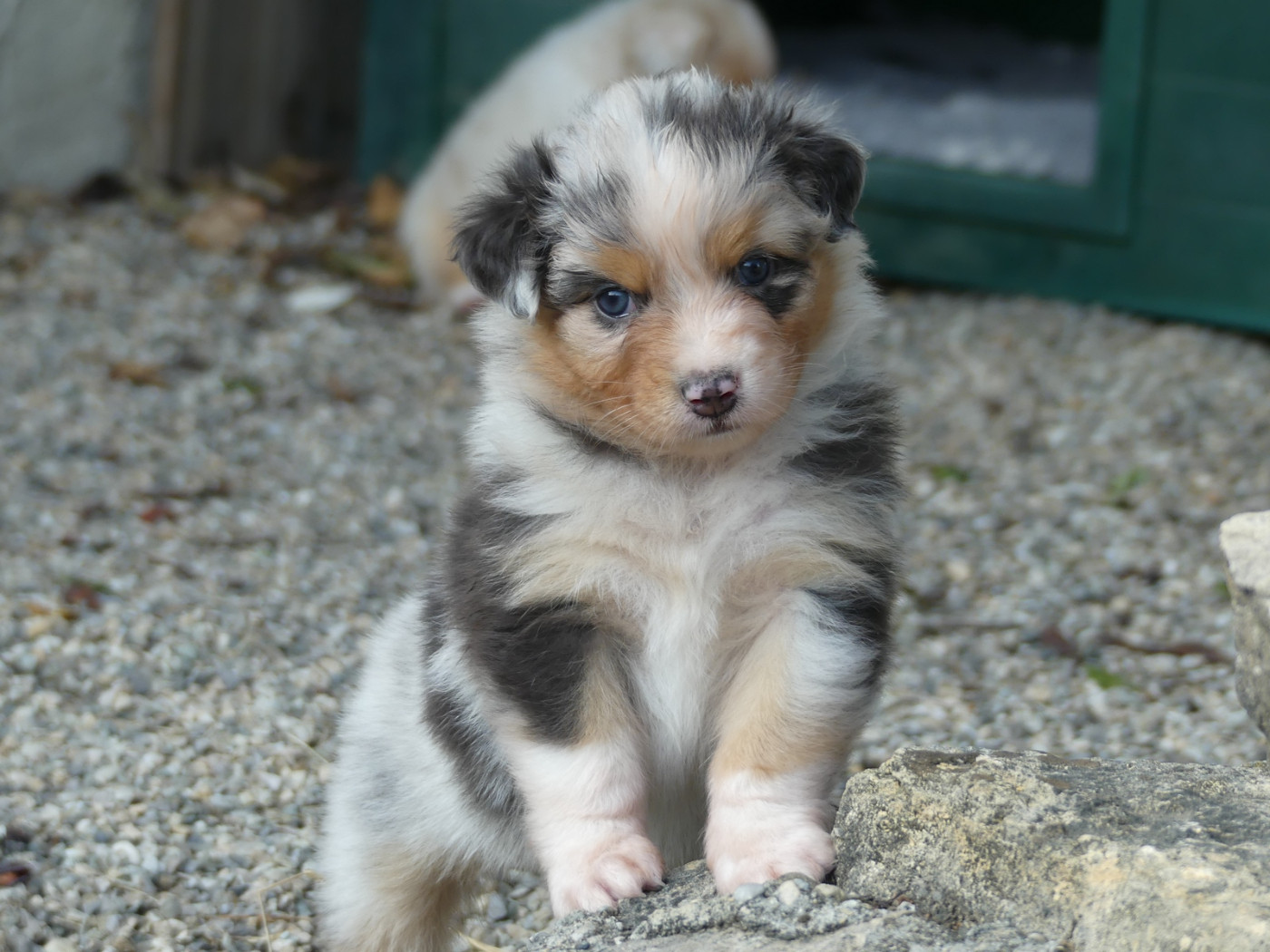 des minis toon's - Chiots disponibles - Berger Australien