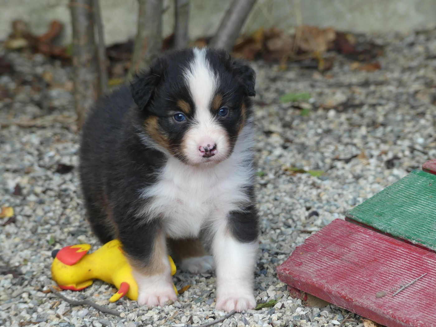 des minis toon's - Chiots disponibles - Berger Australien