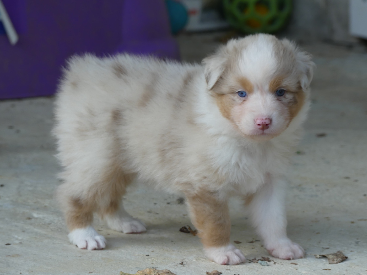 des minis toon's - Chiots disponibles - Berger Australien