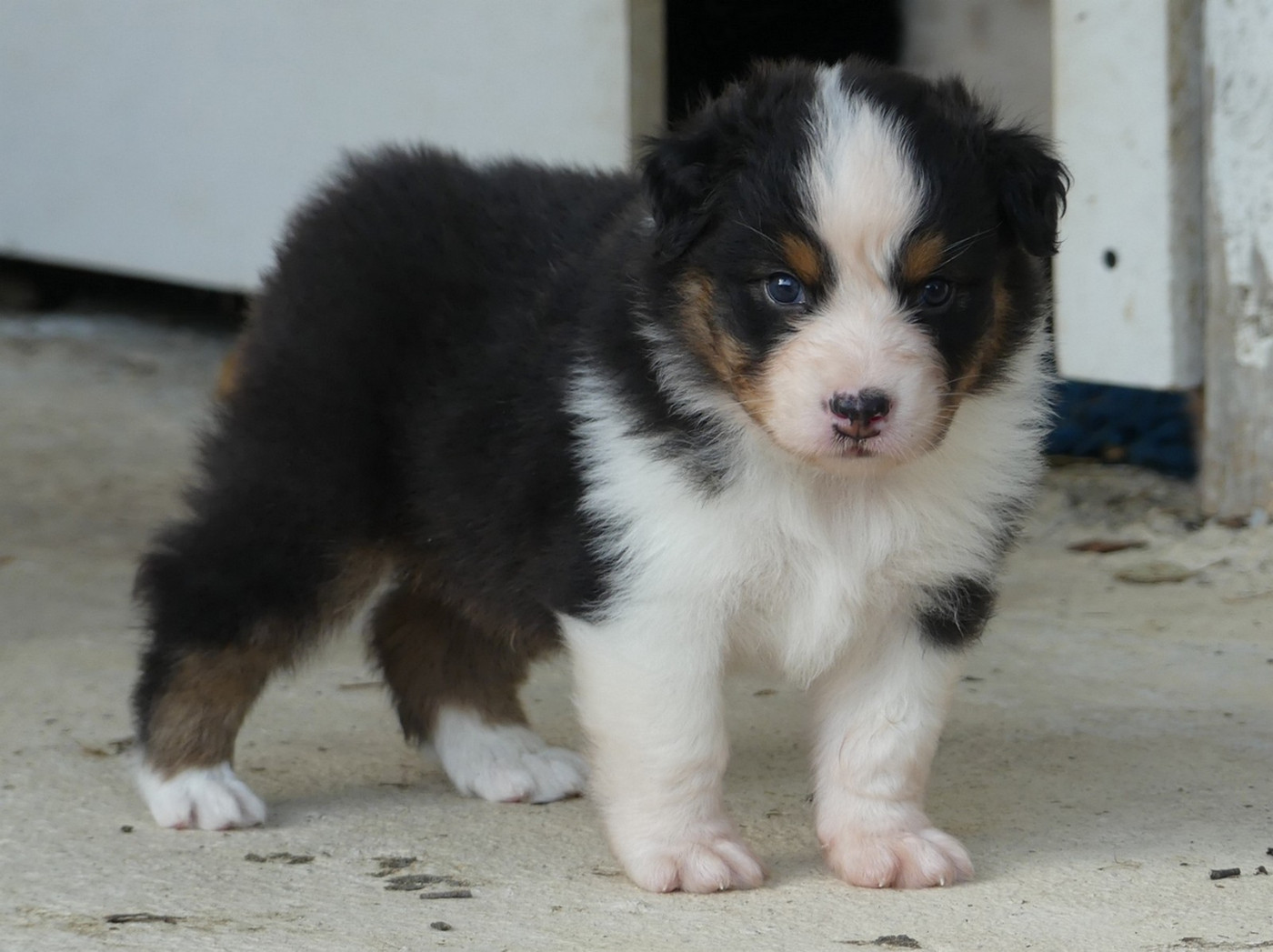 des minis toon's - Chiots disponibles - Berger Australien