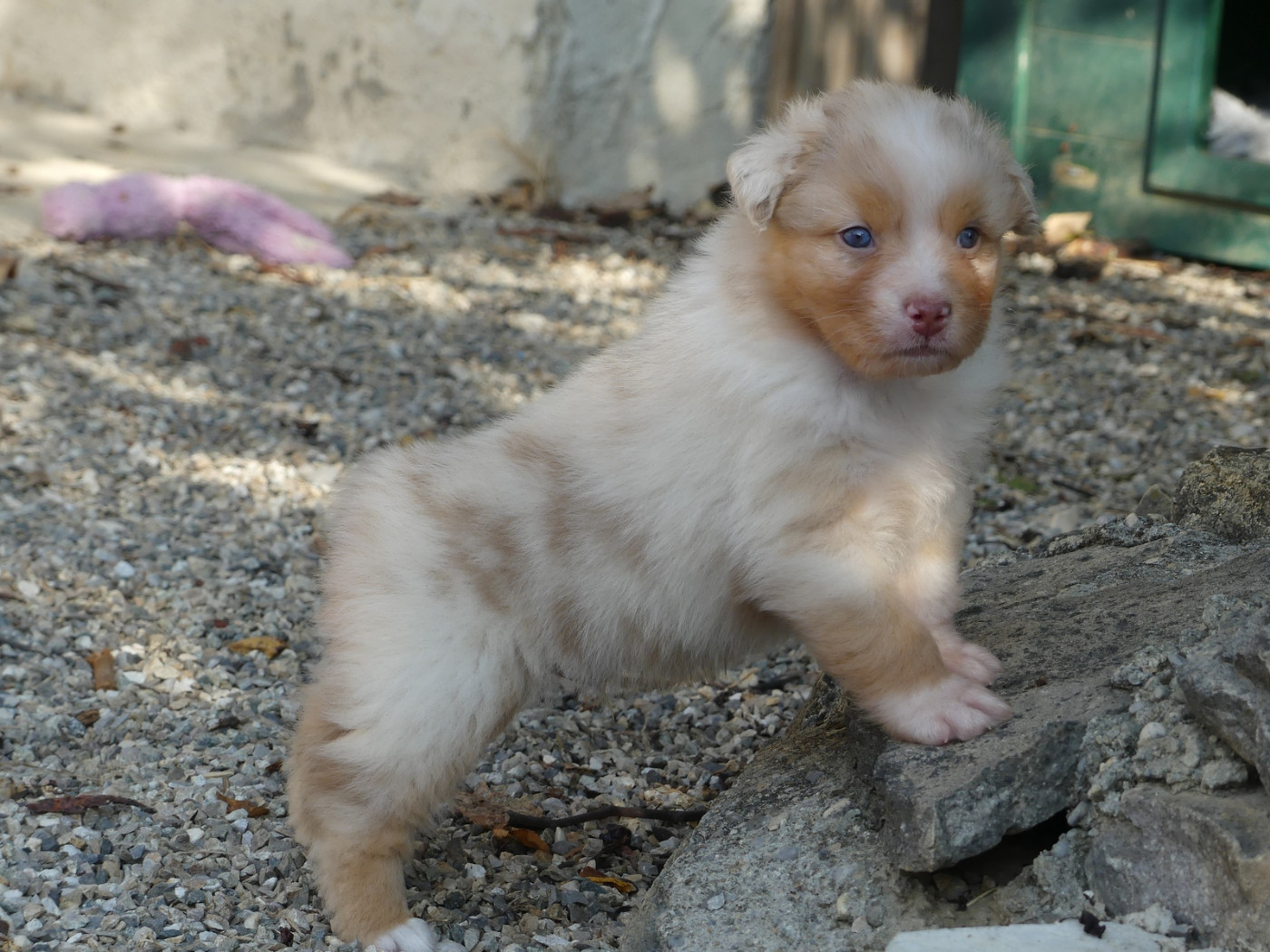 des minis toon's - Chiots disponibles - Berger Australien