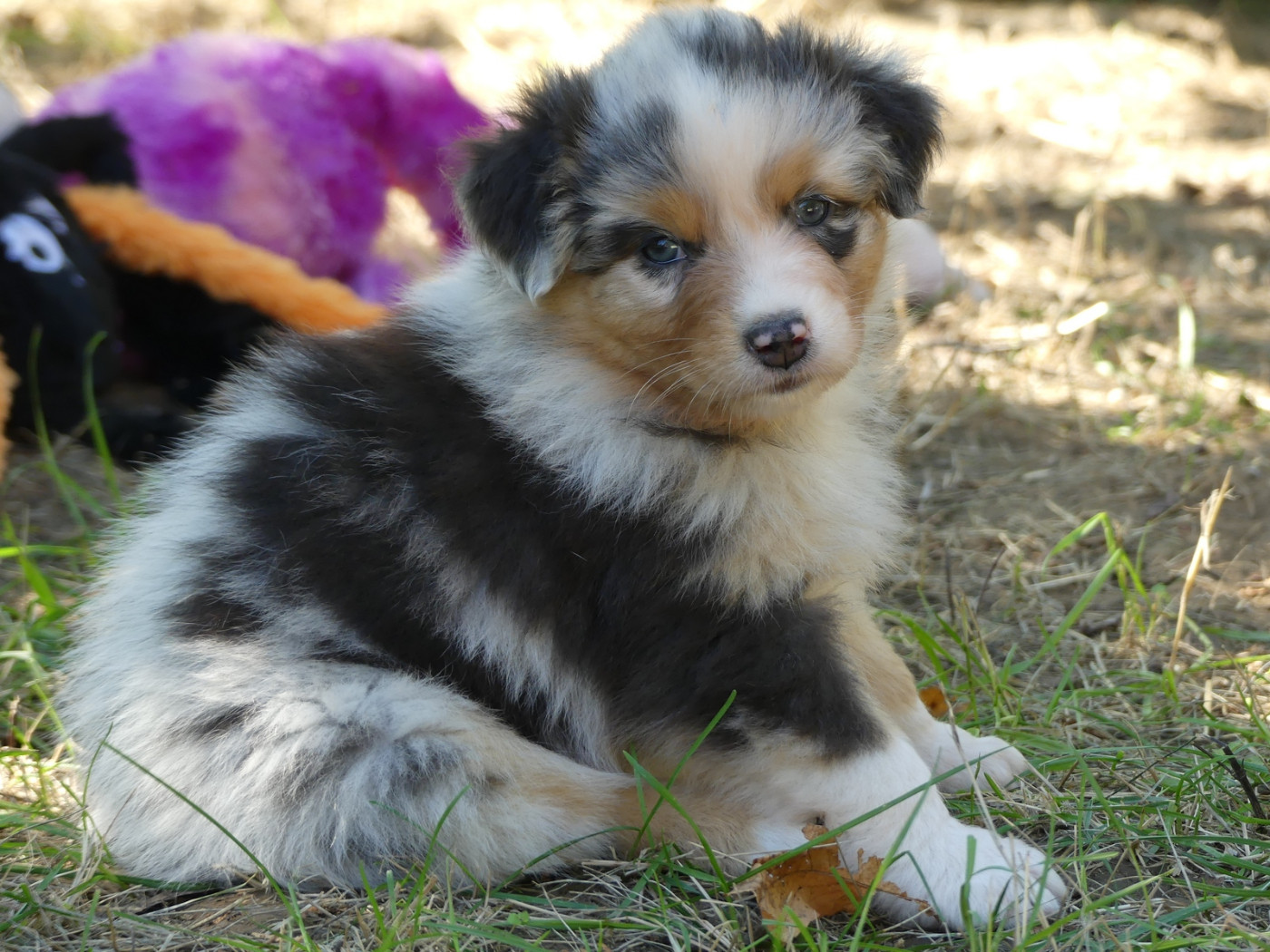 des minis toon's - Chiots disponibles - Berger Australien