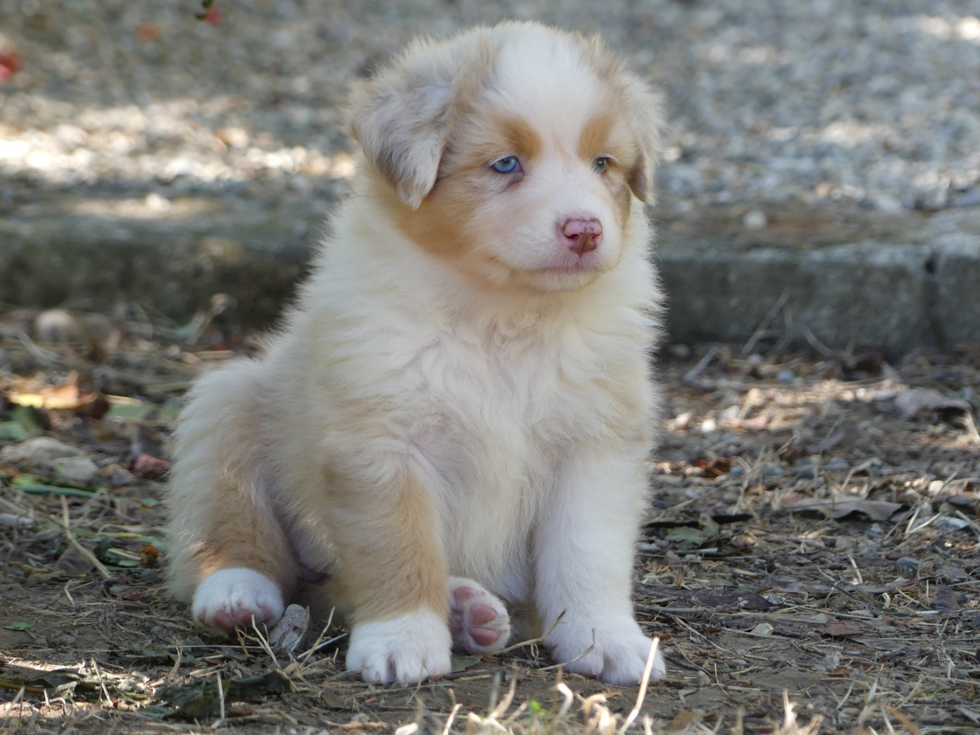 des minis toon's - Chiots disponibles - Berger Australien