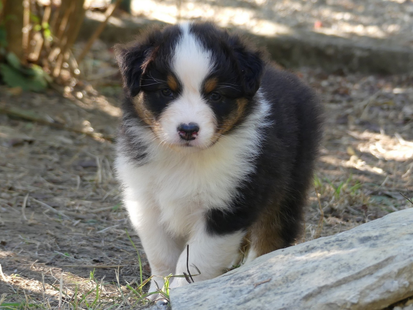 des minis toon's - Chiots disponibles - Berger Australien