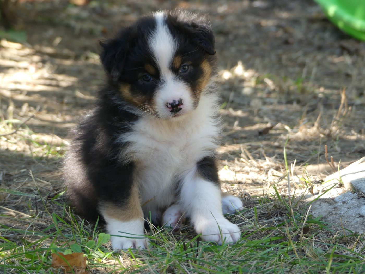 des minis toon's - Chiots disponibles - Berger Australien