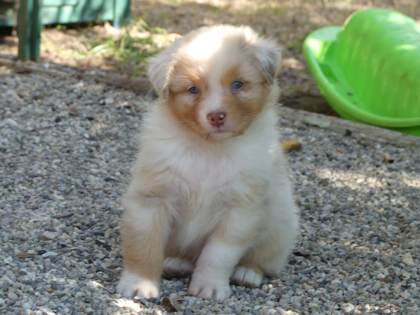 des minis toon's - Chiots disponibles - Berger Australien